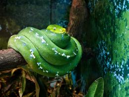 Green snake